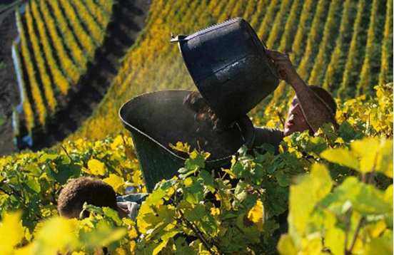 Week-end vendanges en Alsace