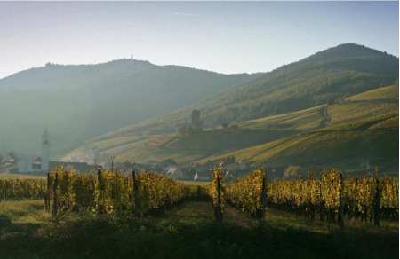 Gift to discover the Alsace wine route