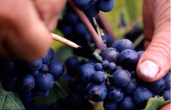 Beaujolais cellars tour