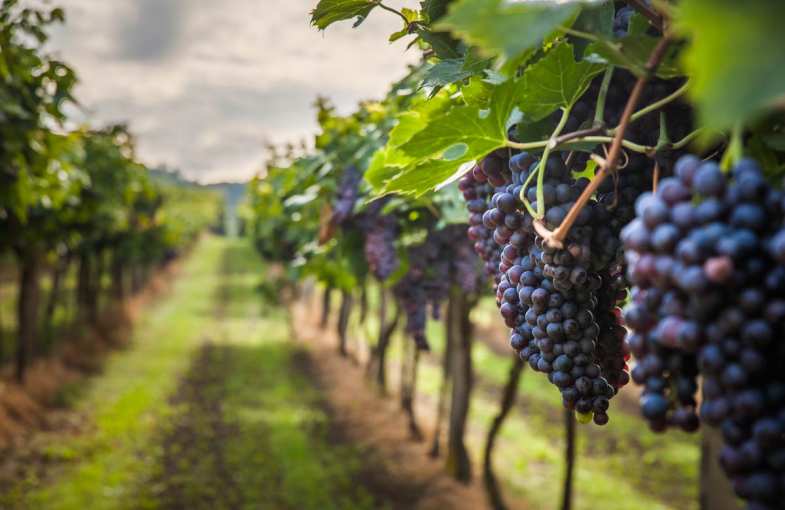 Organic break in the Rhone Valley