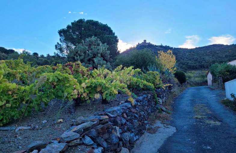 Randonnées vignoble Languedoc-Roussillon