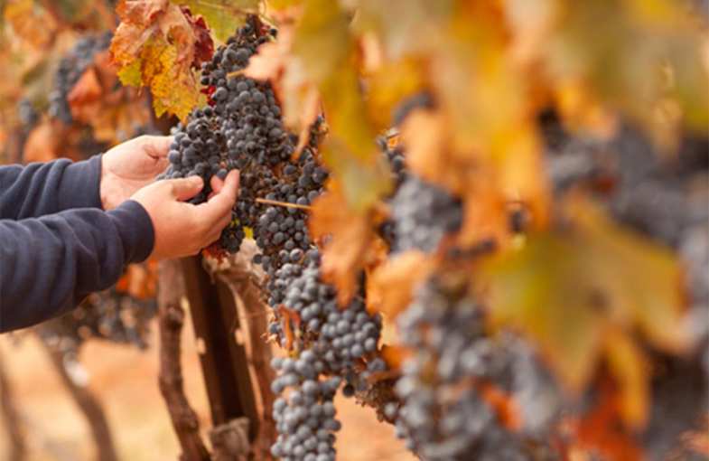 Table d'hôtes chez le vigneron en Bourgogne