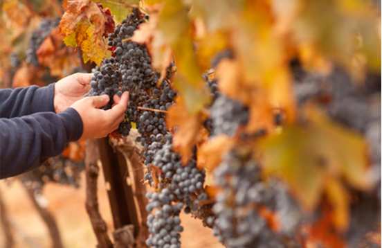 Table d'hôtes chez le vigneron en Bourgogne