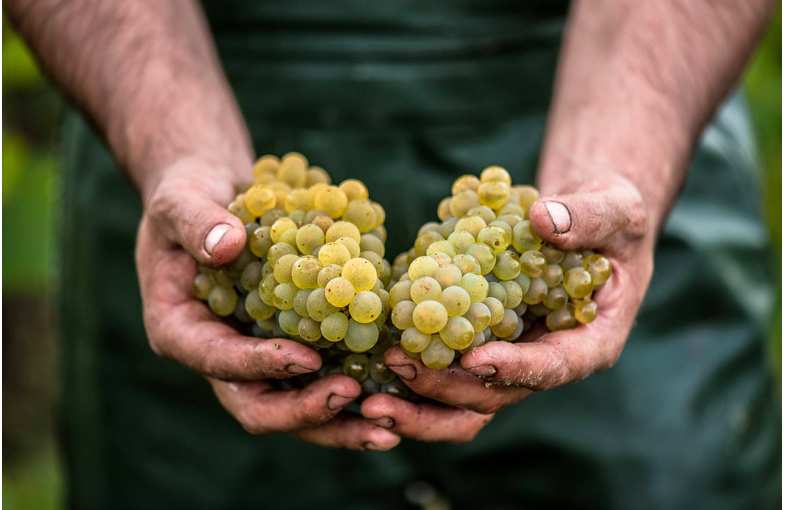 Séjour dans le Muscadet