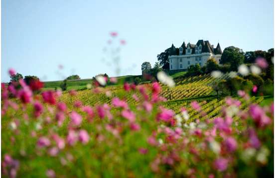 Visite des vignobles bergeracois