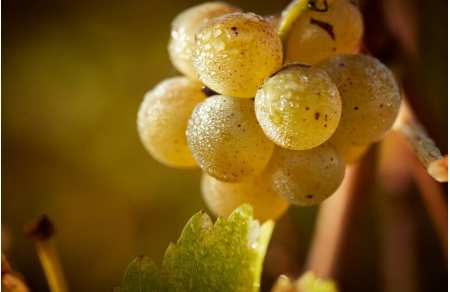 Visite des vignobles de Graves et Sauternes