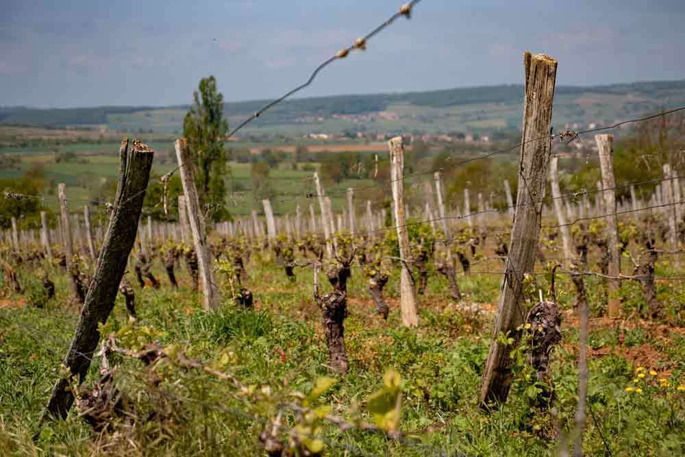 Tout Savoir Sur Le Travail De La Vigne Actualité Vin Par Vinotrip 1025