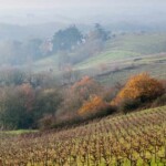 A la découverte des vins d’Anjou et de Saumur