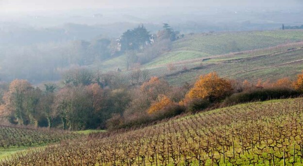 A la découverte des vins d'Anjou et de Saumur