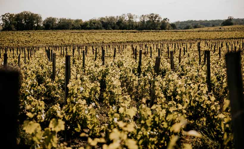 Château La Grande Clotte - Vignobles - Lussac