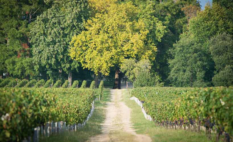 Château Siaurac - Néac