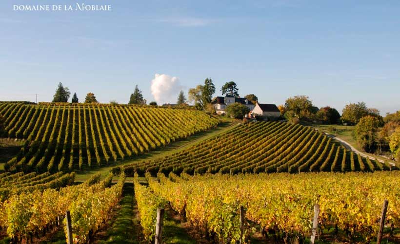 Domaine de la Noblaie - Chinon vineyard