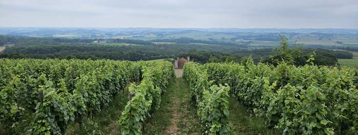 Vignoble des Pyrénées - Madiran