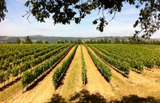 Visite de l'appellation Crozes-Hermitage