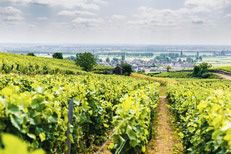 Visit Burgundy vineyard